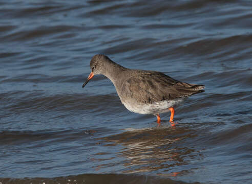 Image of Common Redshank