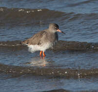 Image of Common Redshank