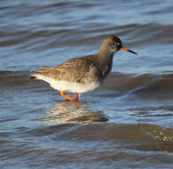 Image of Common Redshank