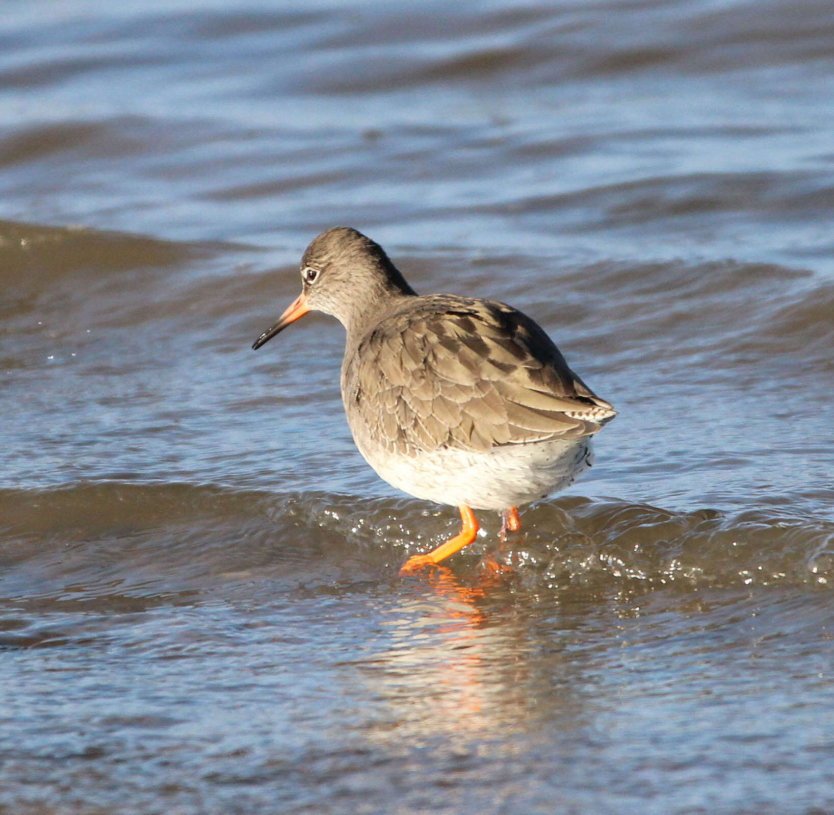 Image of Common Redshank