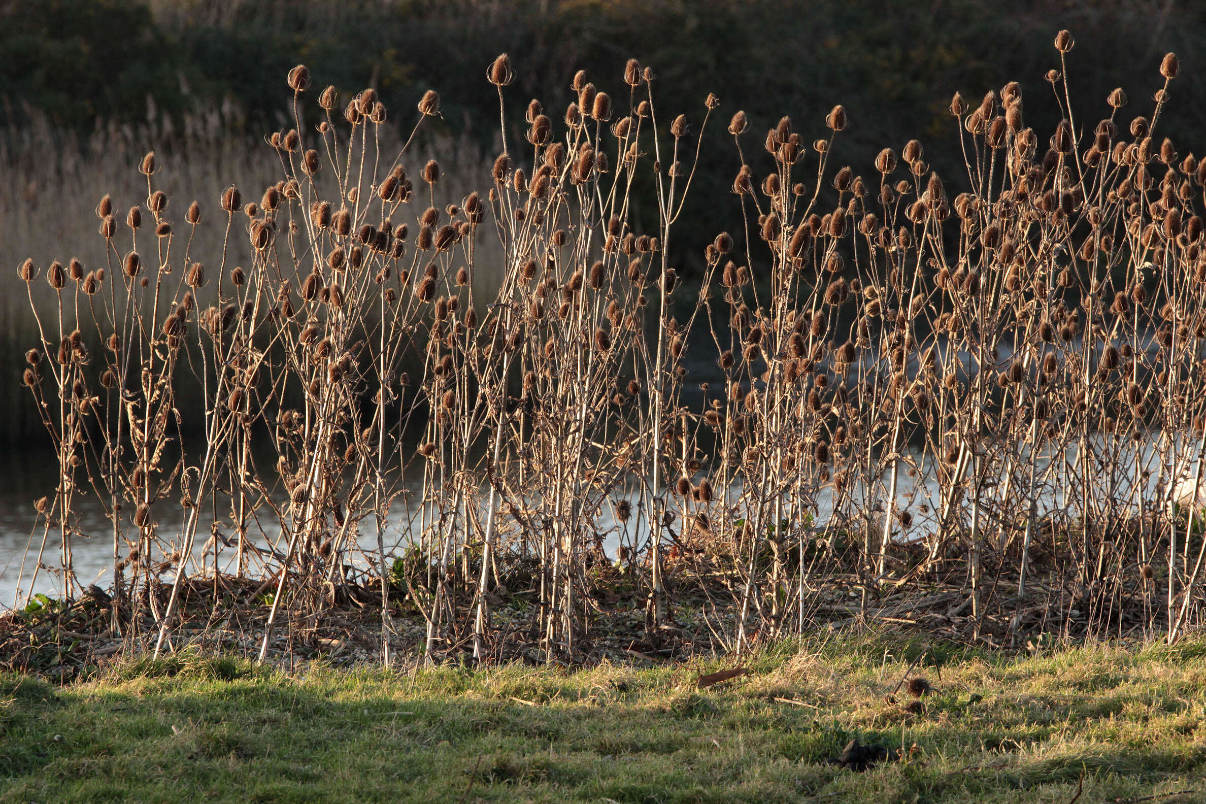 Dipsacus fullonum L.的圖片