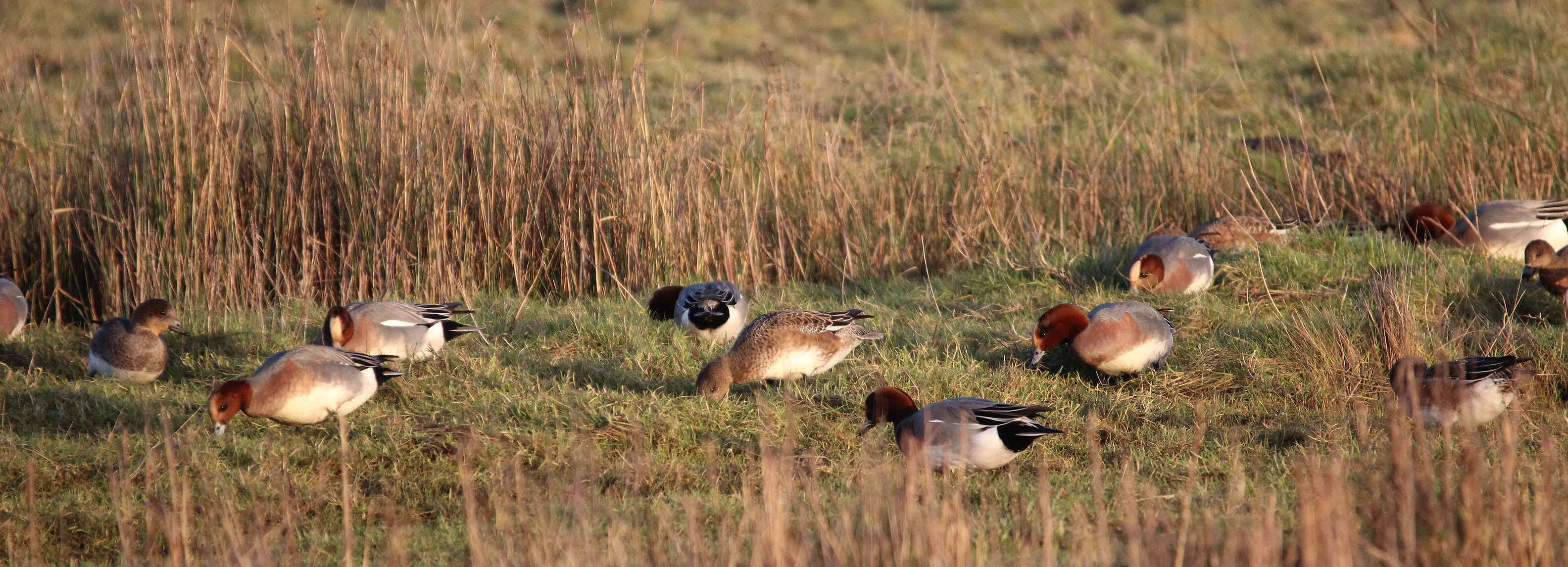 Image of Eurasian Wigeon