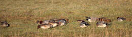 Image of Eurasian Wigeon