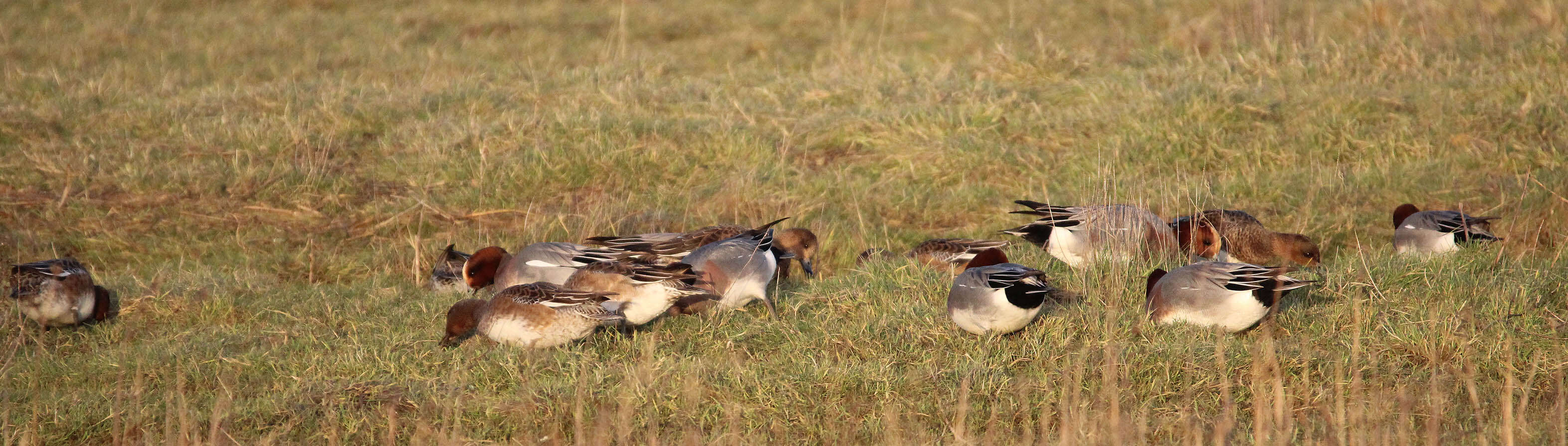 Image of Eurasian Wigeon