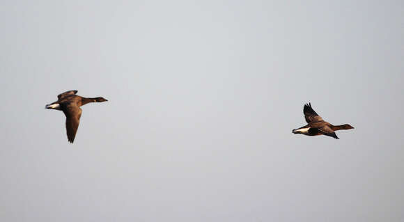 Image of Brant Goose