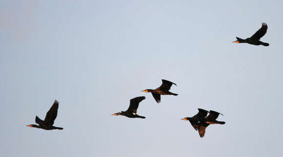 Imagem de Phalacrocorax carbo (Linnaeus 1758)