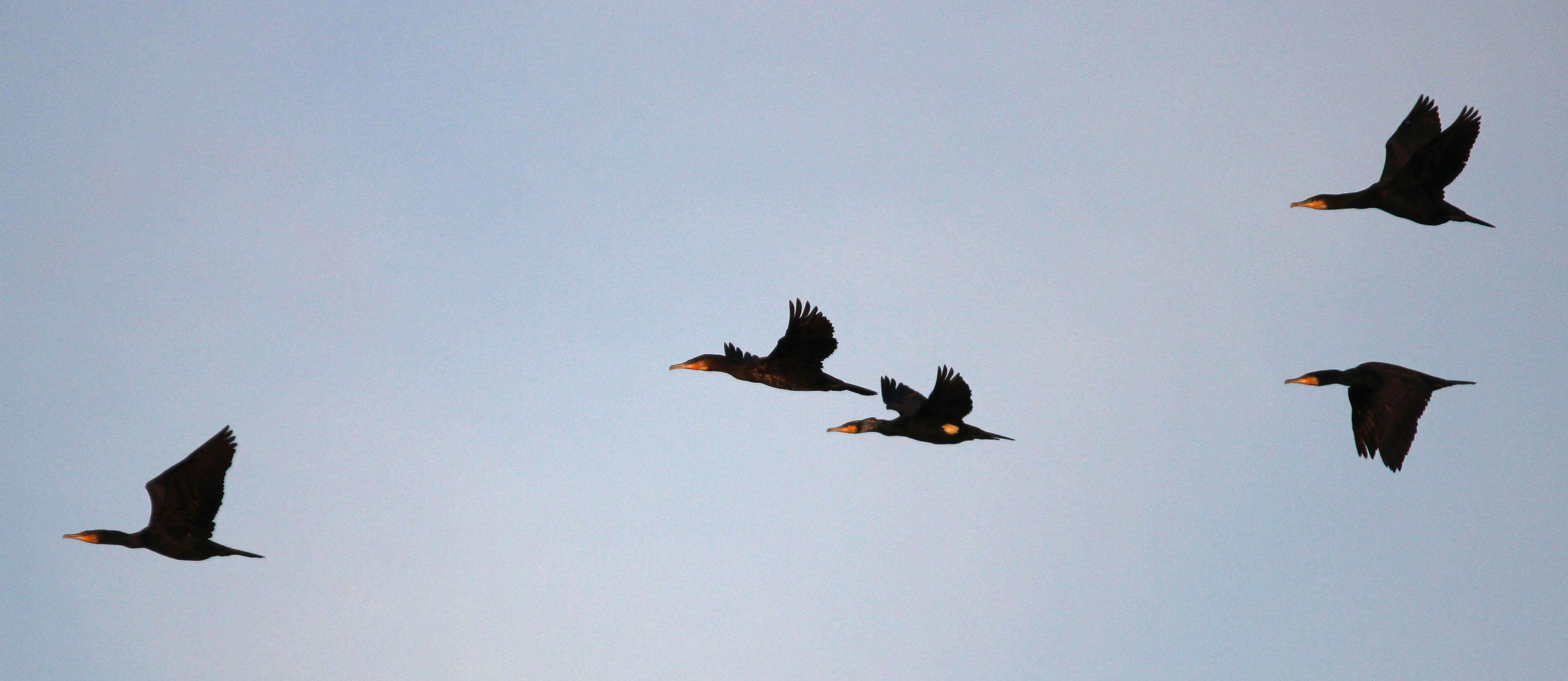 Plancia ëd Phalacrocorax carbo (Linnaeus 1758)