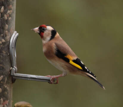 Image of European Goldfinch