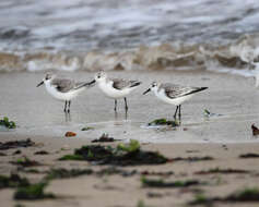 Image of Sanderling