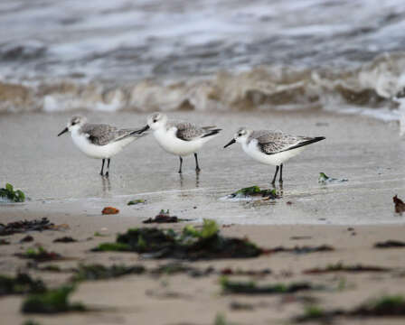 Image of Sanderling