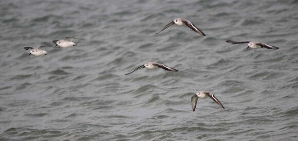 Image of Sanderling