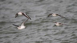 Image of Sanderling