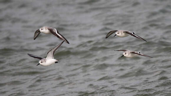 Image of Sanderling