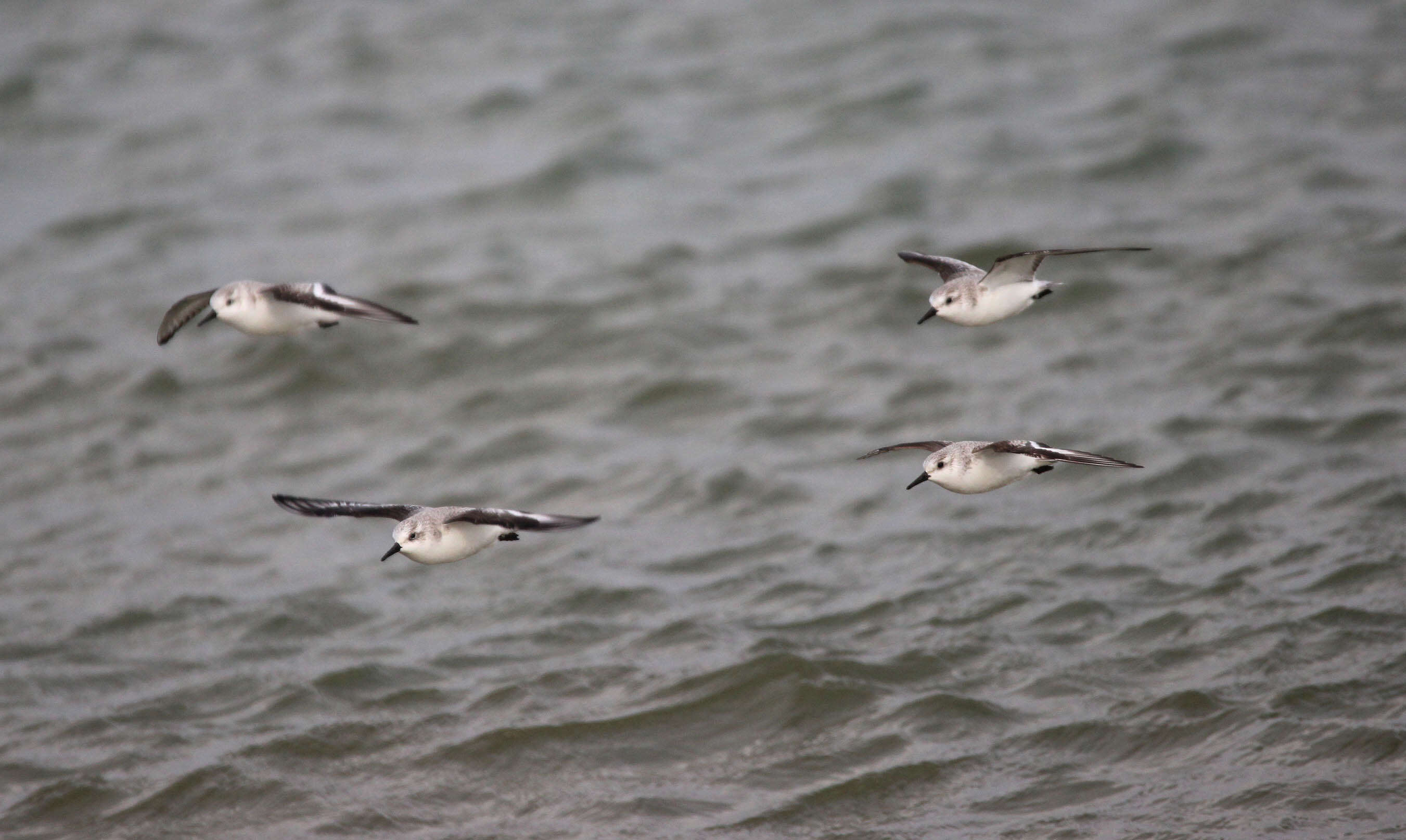 Image of Sanderling