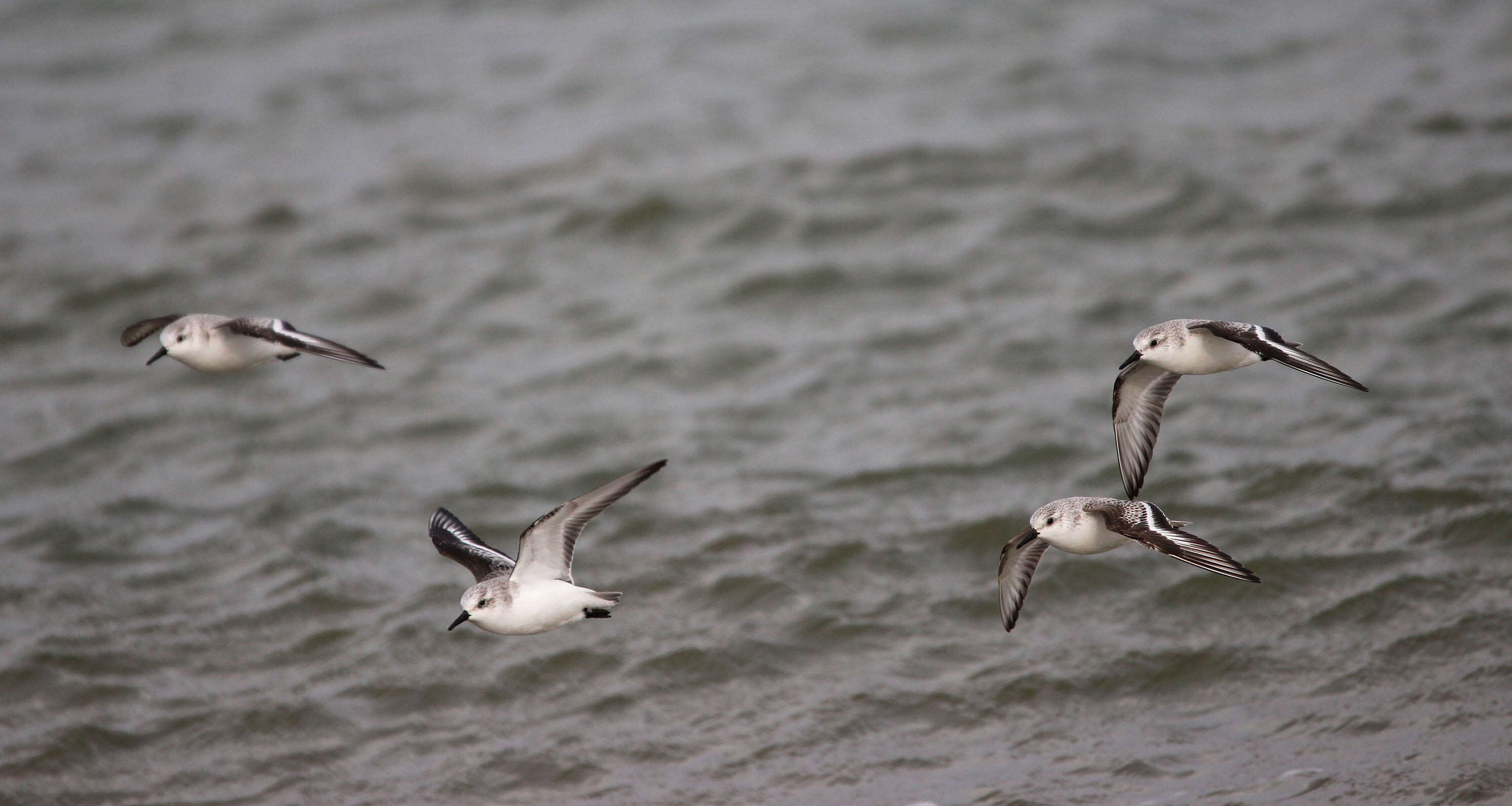 Image of Sanderling