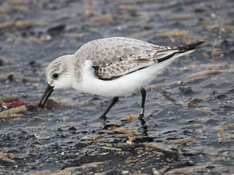 Image of Sanderling