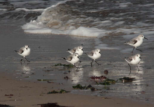 Image of Sanderling