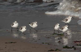 Image of Sanderling