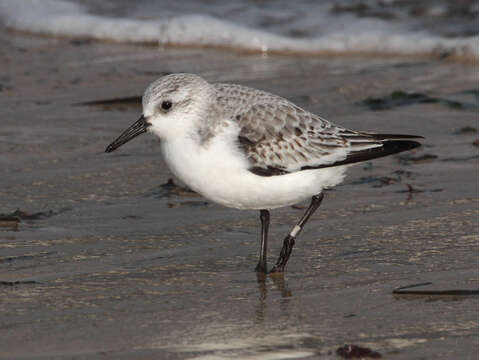 Image of Sanderling