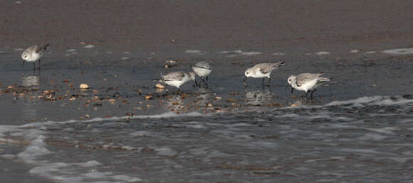 Image of Sanderling