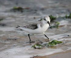 Image of Sanderling