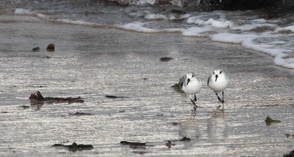 Image of Sanderling