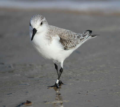 Image of Sanderling