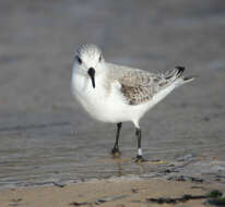 Image of Sanderling