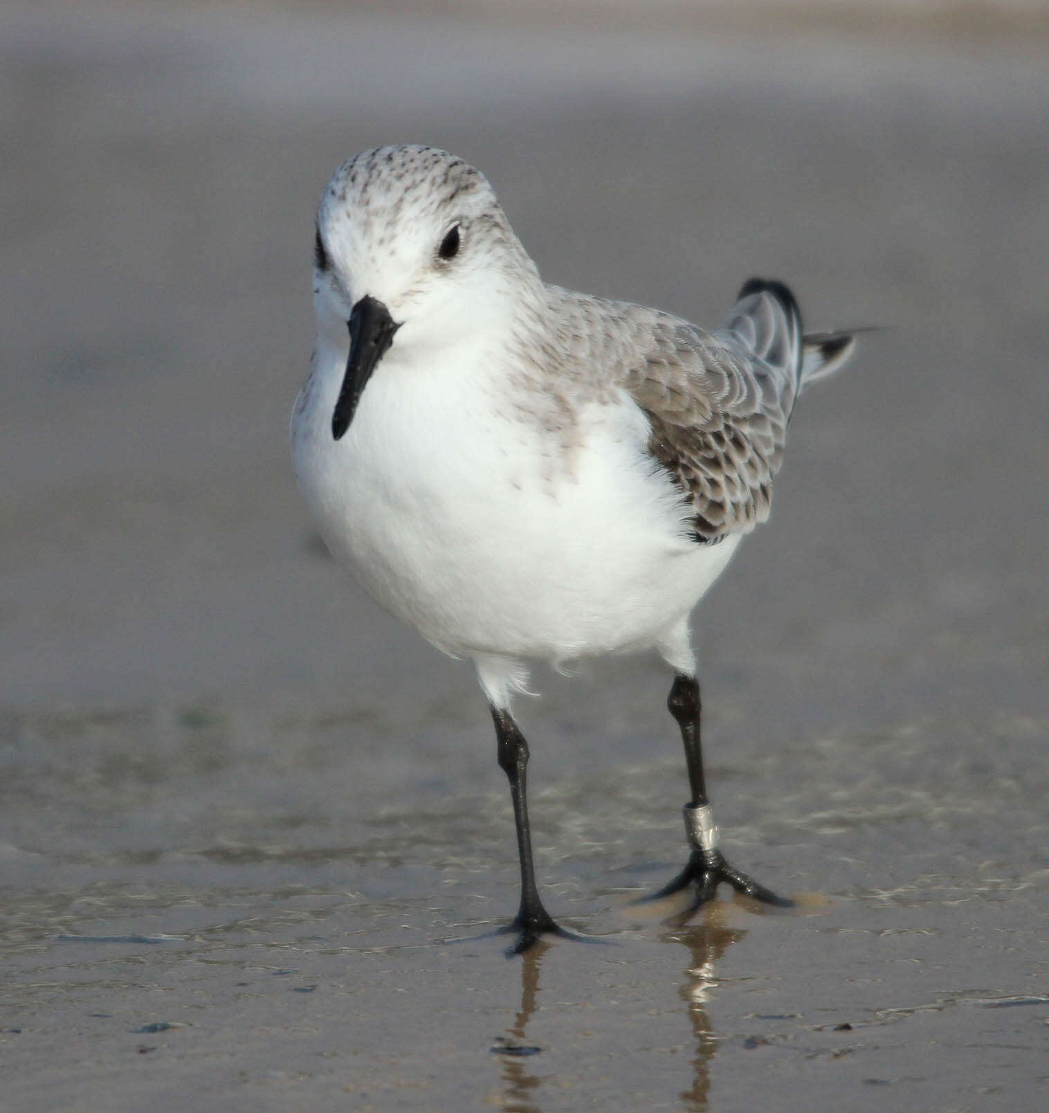 Image of Sanderling