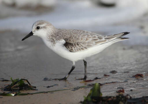 Image of Sanderling