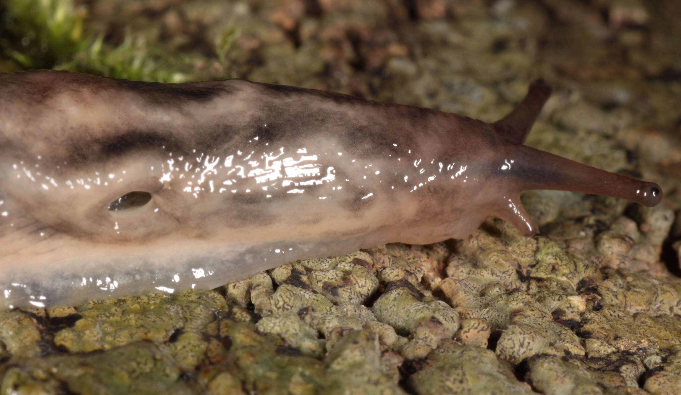 Image of Lehmannia marginata (O. F. Müller 1774)