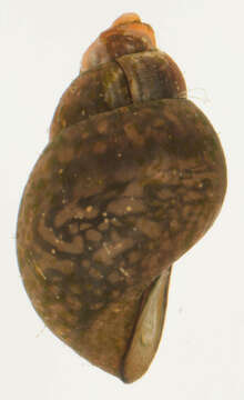 Слика од Bithynia tentaculata (Linnaeus 1758)