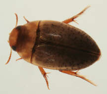 Image of burrowing water beetles