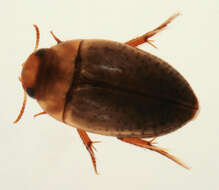 Image of burrowing water beetles