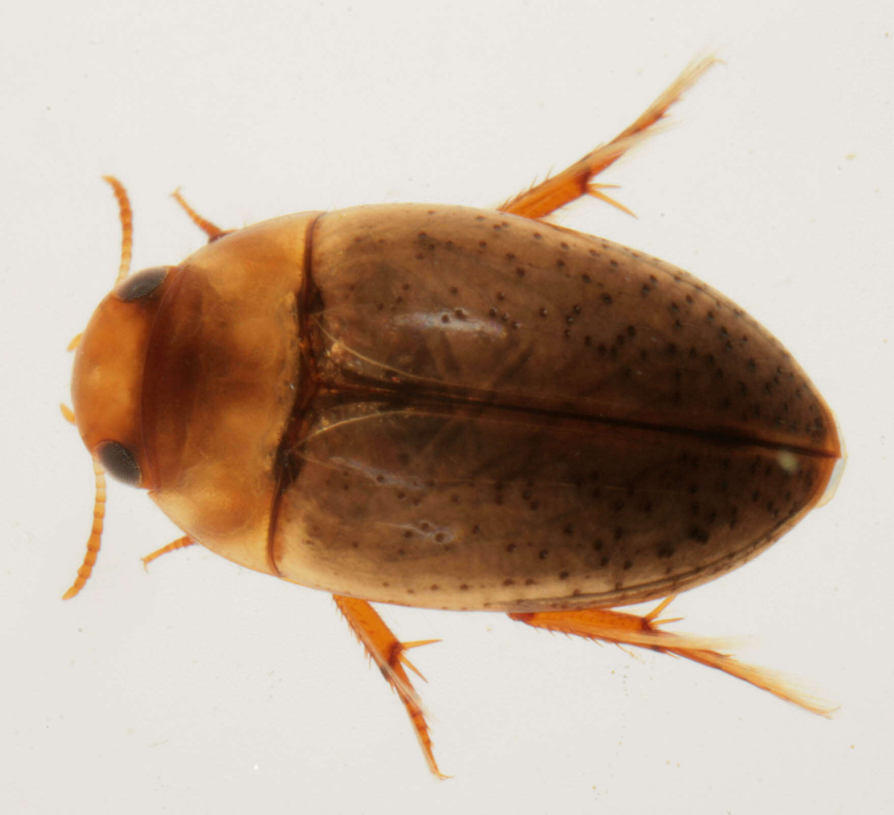 Image of burrowing water beetles