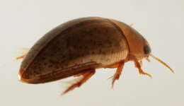Image of burrowing water beetles