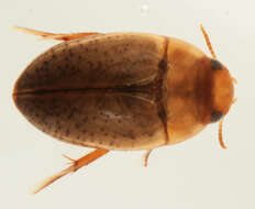 Image of burrowing water beetles