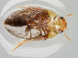 Image of burrowing water beetles