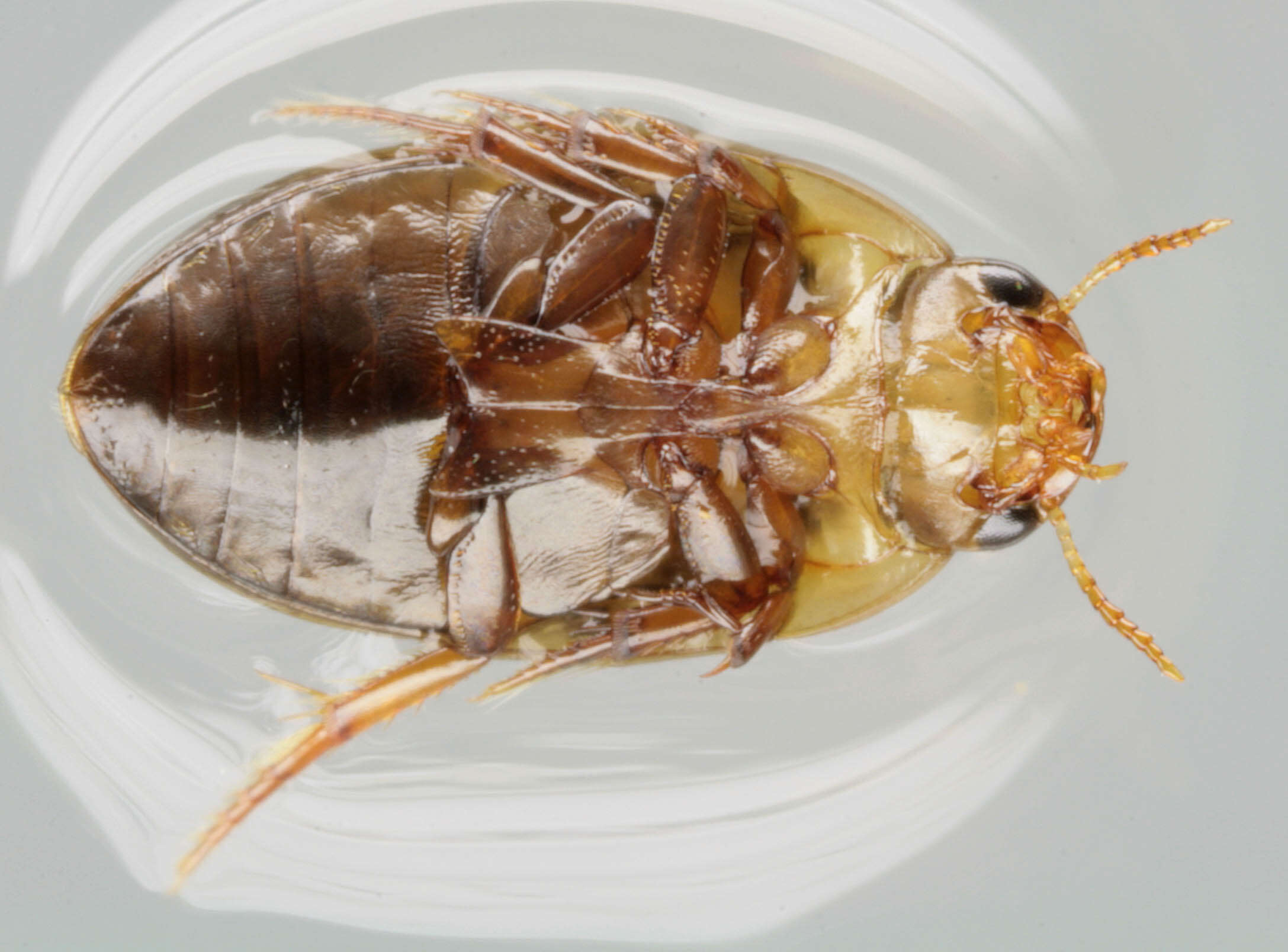 Image of burrowing water beetles