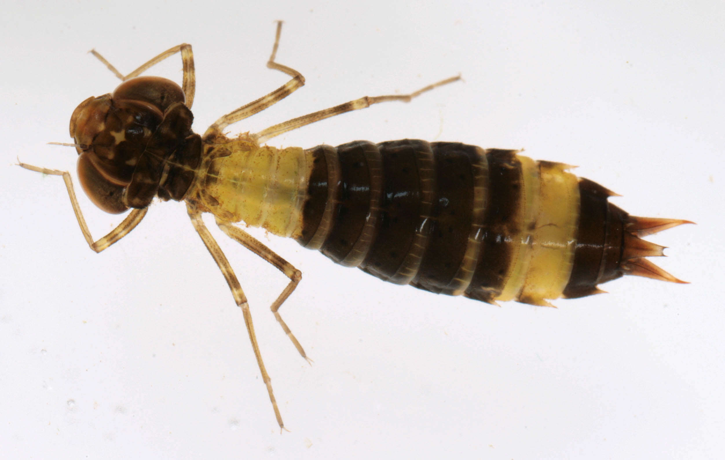 Image of Anisoptera