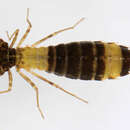 Image of Anisoptera