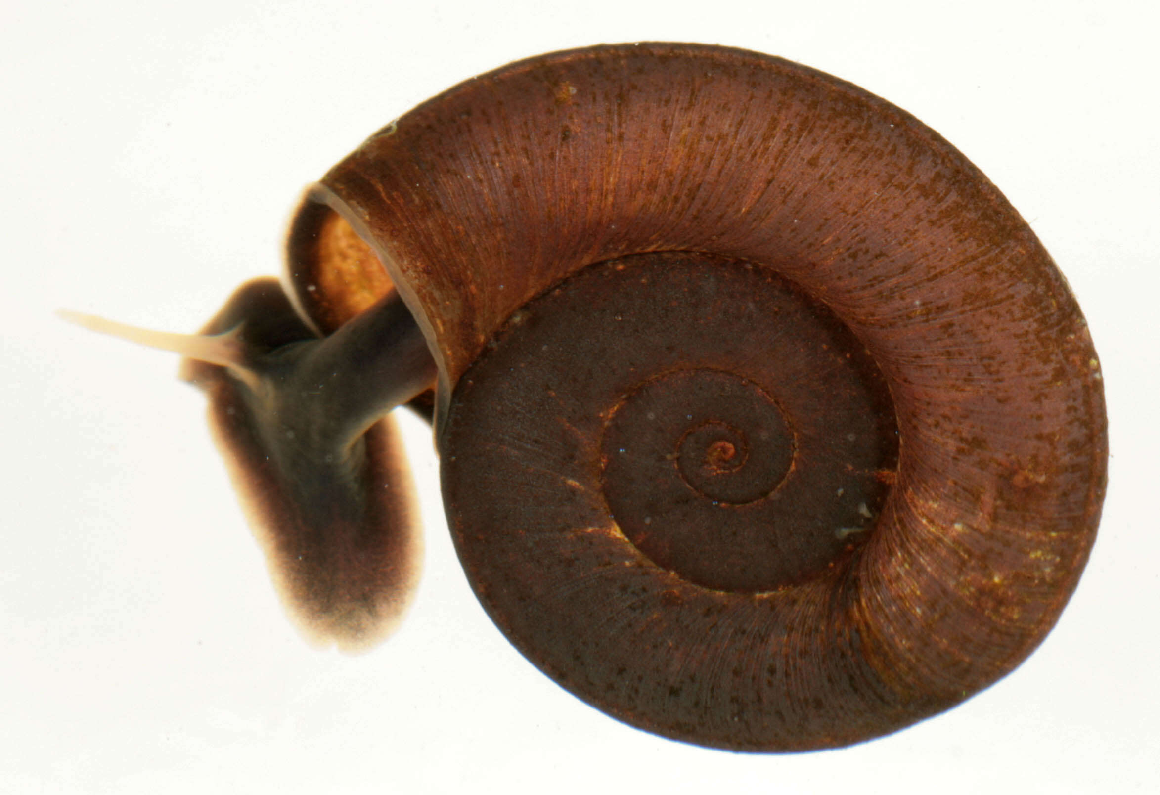 Image of keeled ramshorn