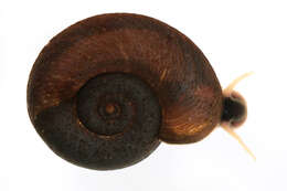 Image of keeled ramshorn