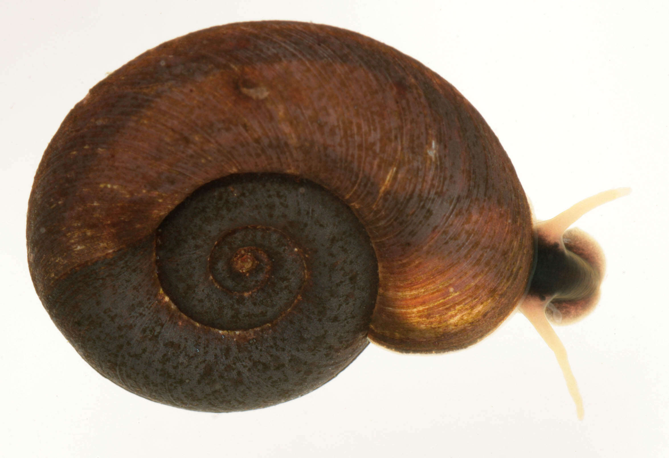 Image of keeled ramshorn