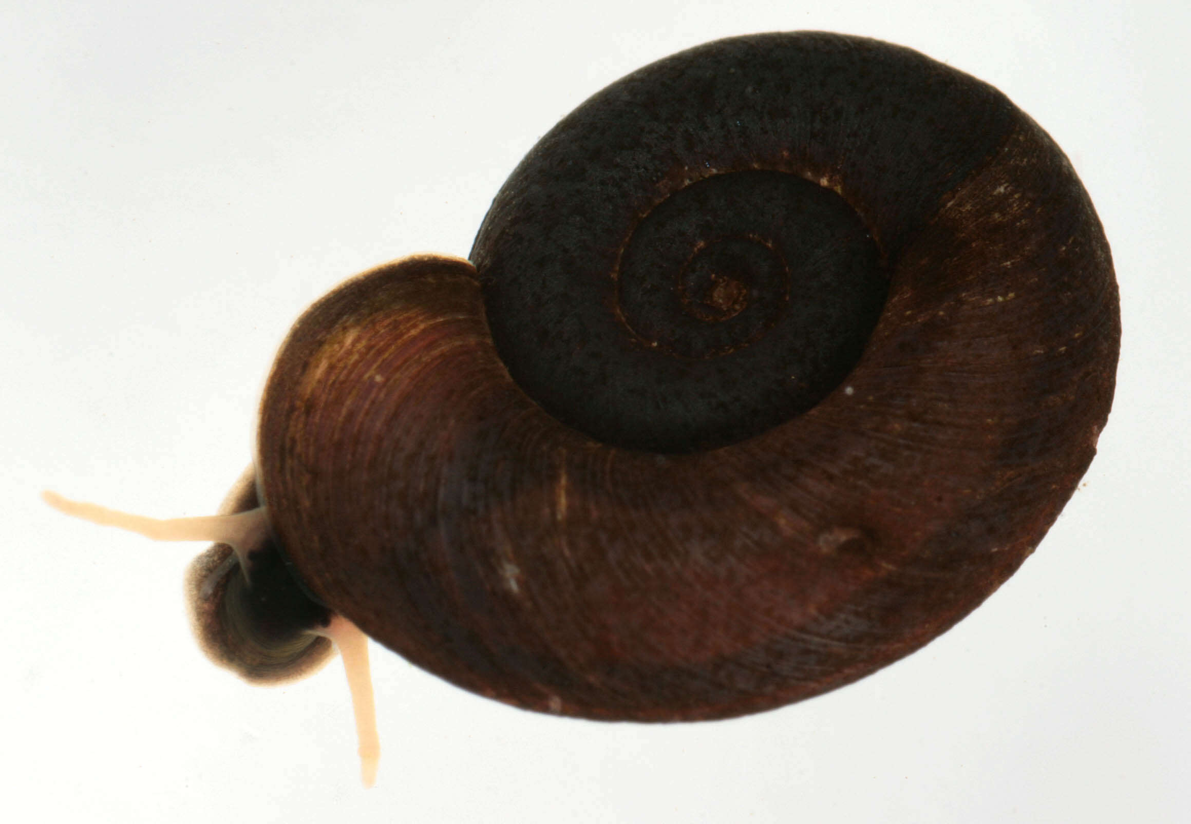 Image of keeled ramshorn