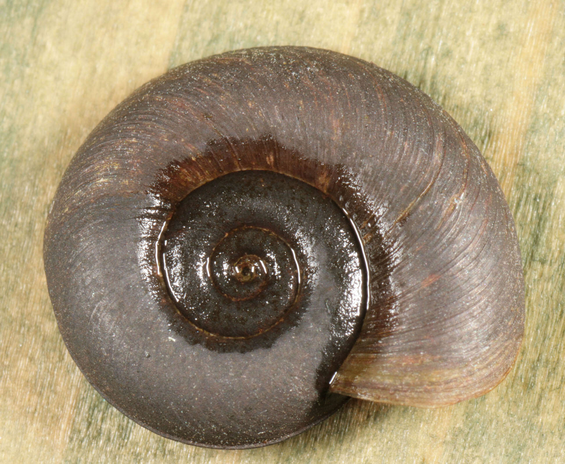 Image of keeled ramshorn