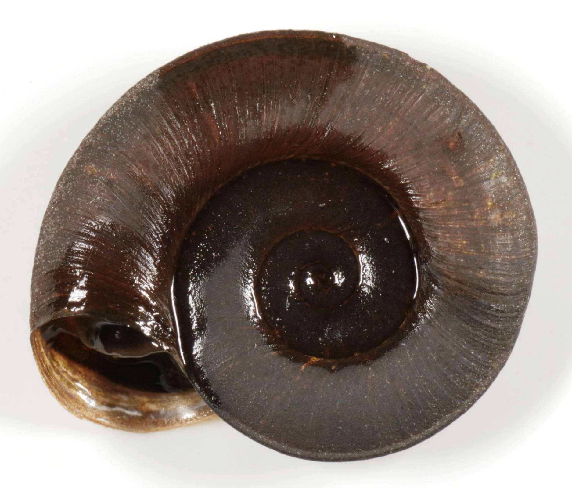 Image of keeled ramshorn