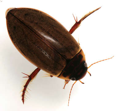 Image of Colymbetes fuscus (Linnaeus 1758)