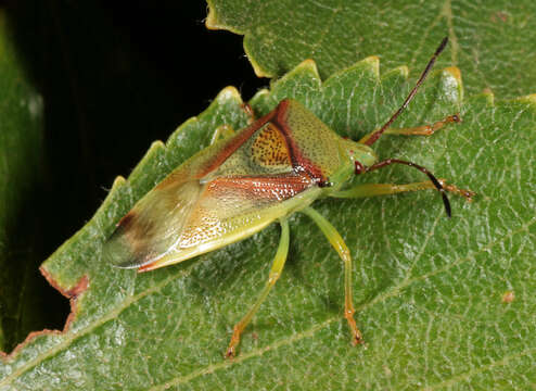 Image of Elasmostethus interstinctus (Linnaeus 1758)