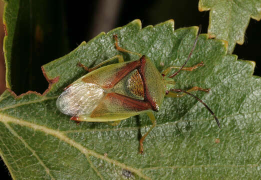 Elasmostethus interstinctus (Linnaeus 1758) resmi